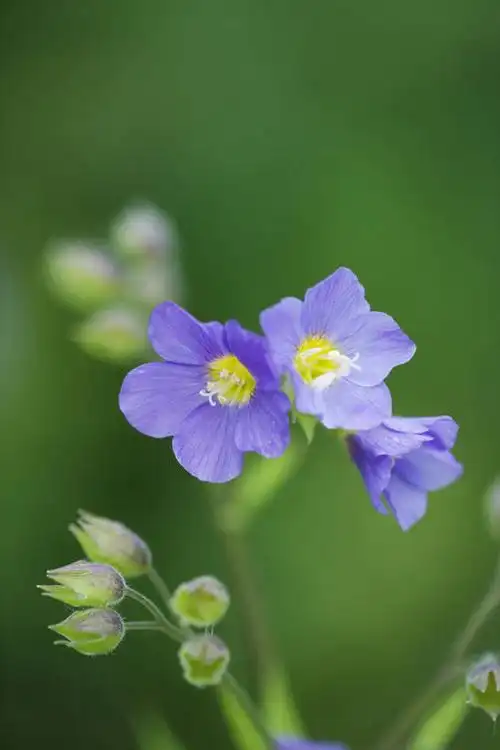 植物,小的,景观,花,花瓣,蓝色,紫色,自然,春天,景色,摄影,环境,清新