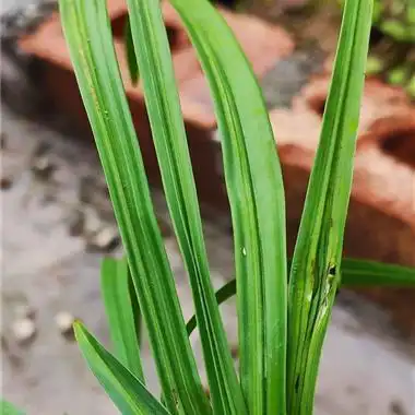 莲瓣水晶缟 - 中国兰花交易网