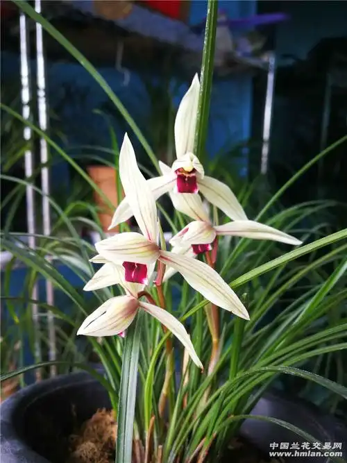 莲瓣兰 二红素分盆-莲瓣篇-中国兰花交易网社区