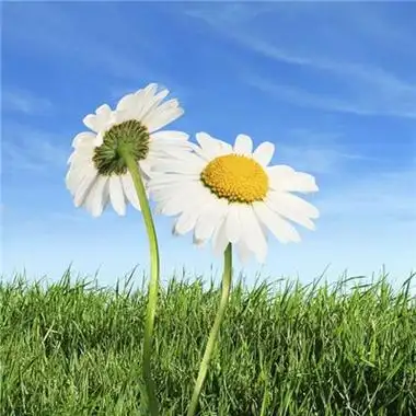 招财头像花 高清漂亮的招财吉祥微信头像花的图片大全