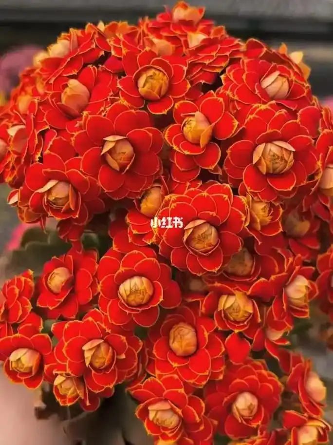 金狐狸是长寿花的一个品种