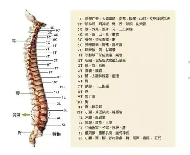 快乐大本营的20年哭过笑过只有谢娜疯过