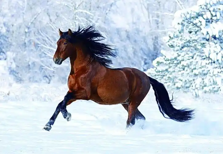 骏马图片 - 成军 - 成军的博客