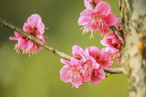 南京梅花山梅花盛开