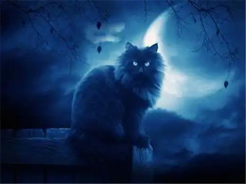 陕西夜狸猫事件真相揭秘村庄现状到底是真是假