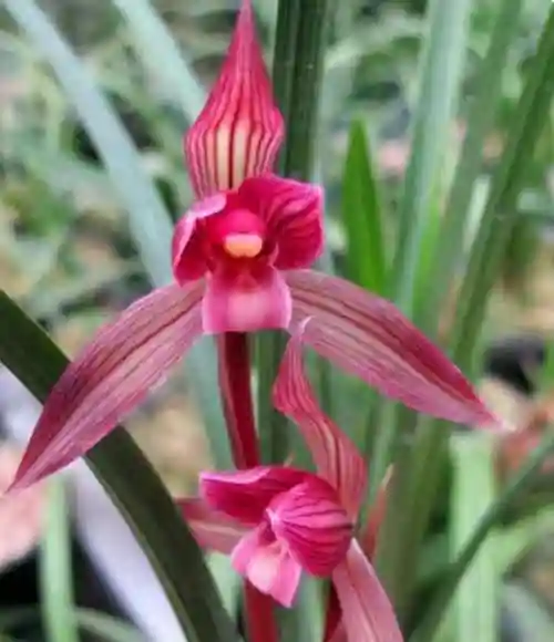 上等春剑兰花(最经典的春剑品种)_花伴网