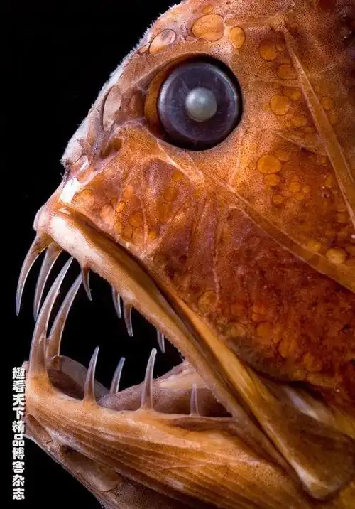 【转载】如妖似魔的恐怖深海鱼怪(高清组图)