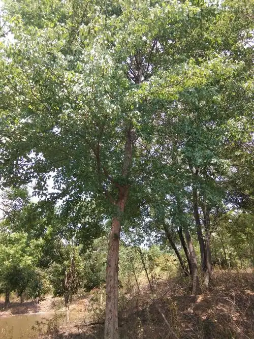 三角枫 5米以上 14~16公分 16~20公分 3米以上 2~2.5米 带土球发货