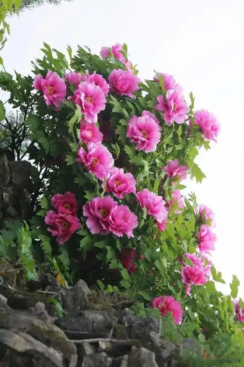 世界顶级牡丹花摄影作品欣赏