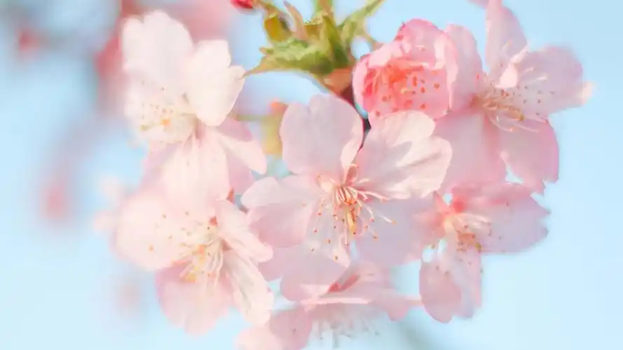 清新养眼植物花卉桌面壁纸