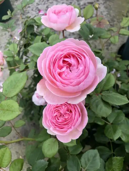 月季品种71杰夫汉密尔顿