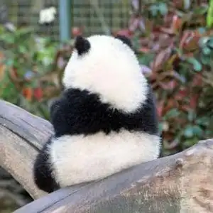 可爱的熊猫背影图片三张,有趣的动物背影图片