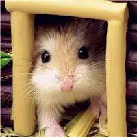 可爱仓鼠头像超萌的仓鼠图片大全可爱最新的