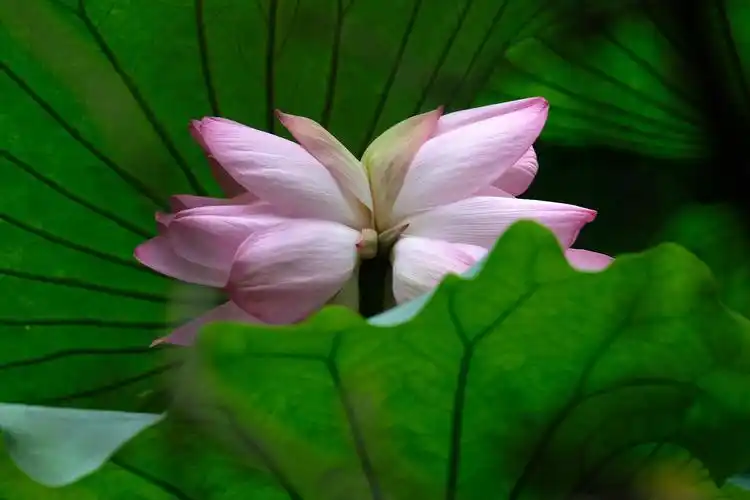 【套图】2019荷花-并蒂荷花-蜂鸟网