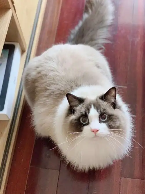 布偶海双正开脸满耳满背