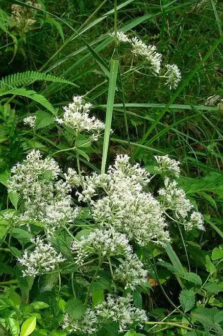 六月霜是什么样的植物