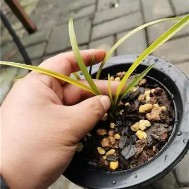 h49蕙兰朱金黄草2苗