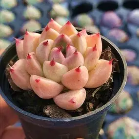 金色石英 多肉植物 肉肉植物 萌肉肉组合盆栽阳台室内花卉 陌上花