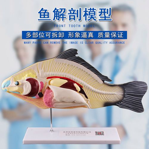 鱼解剖模型可拆卸内脏初高中生物教学演示教具生物动物模型水产养殖