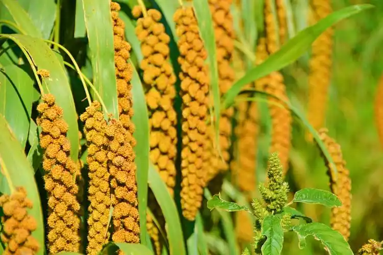 沉甸甸的谷穗原创拍摄