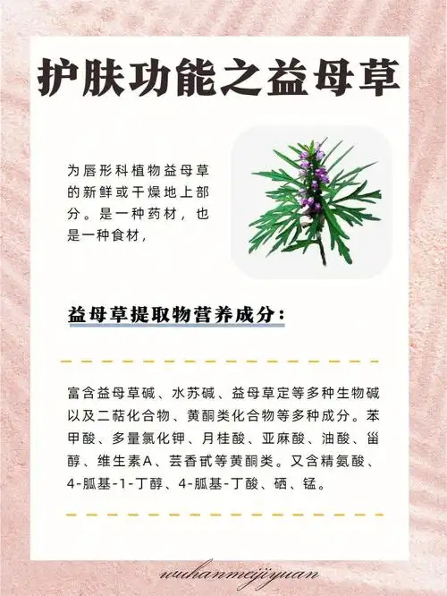 护肤功能之益母草