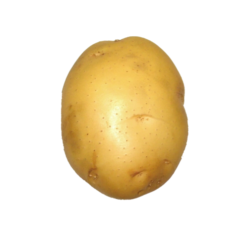 一个土豆图片