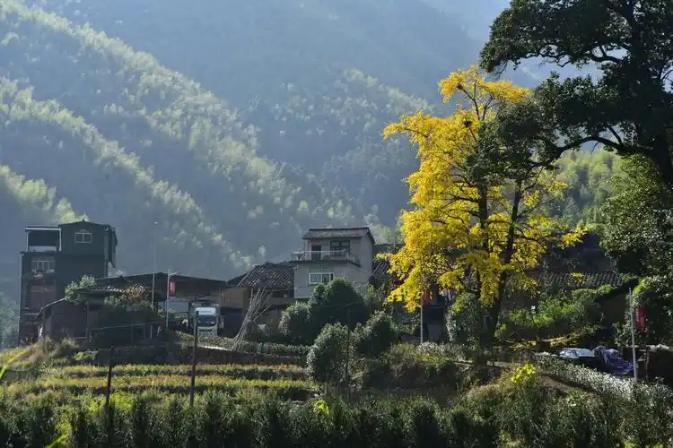 美丽建瓯——小松篇