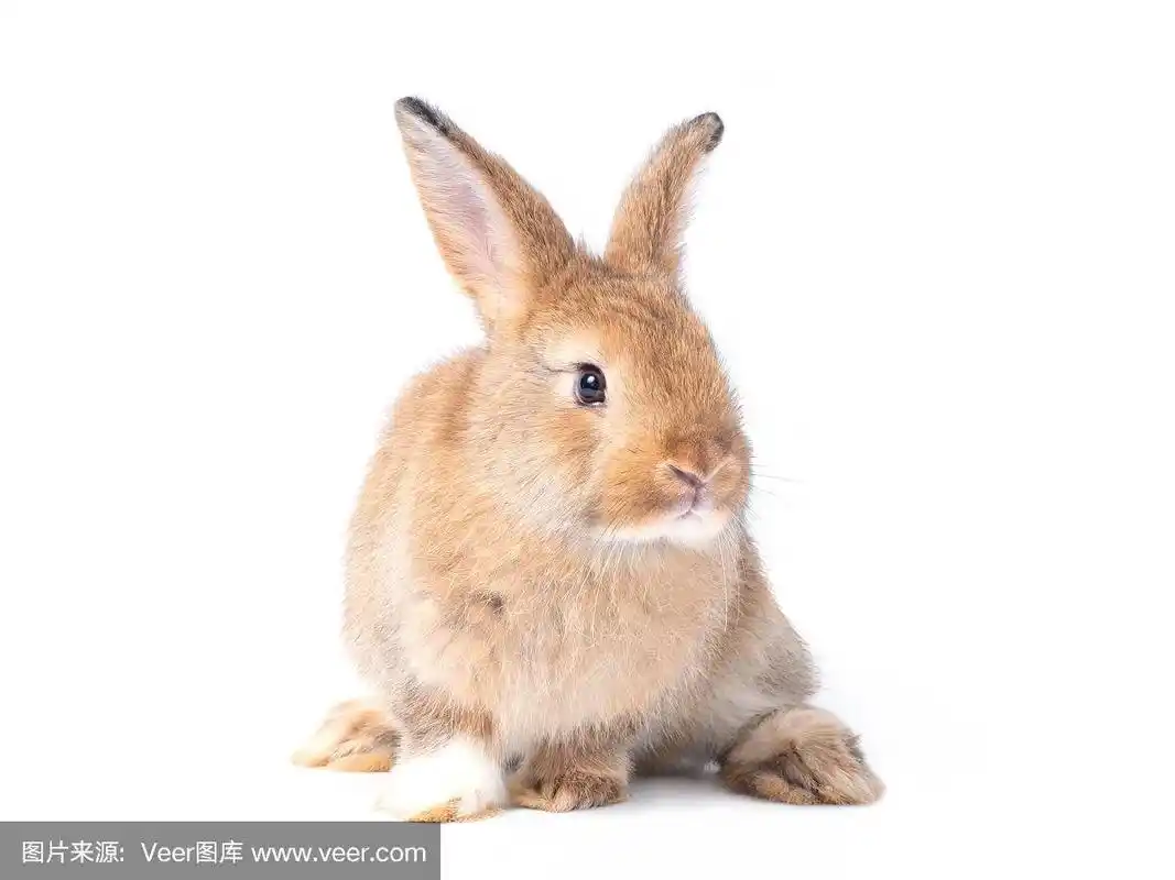 可爱的棕色兔子坐着.