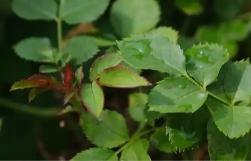 月季花叶子形状
