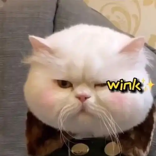 表情包网红猫咪腮红球系列