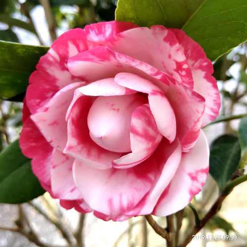 花鹤茶花盆栽福建名贵经典品种室内绿植客厅时令草本花卉