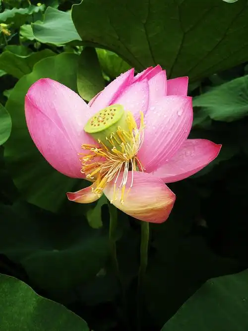 下雨天马驹石荷花真漂亮