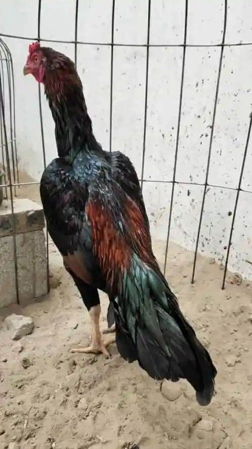 这是斗鸡的尾巴特别长,有很好的保护作用