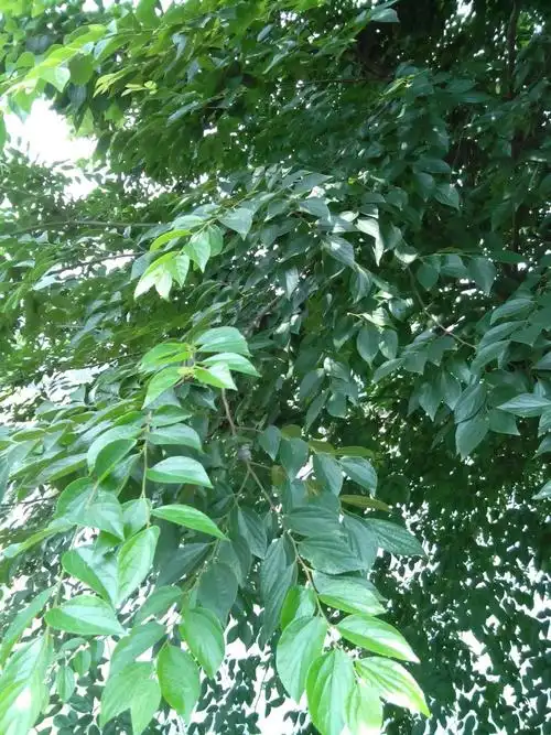 分享到:  2014-05-21 11:24 提问者采纳 小叶朴树.