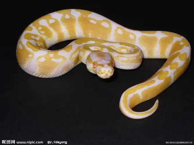 p>真蛇下目是 a target="_blank" href="/ite