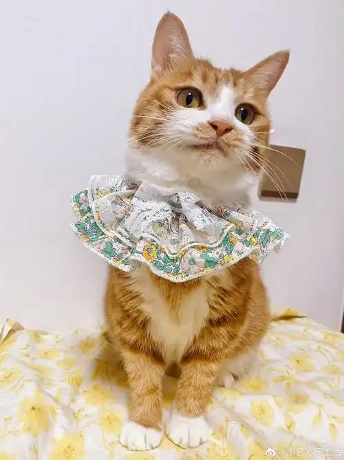 救助的美丽猫猫求一个家,求扩0505北京领养超话你还没有看过世界