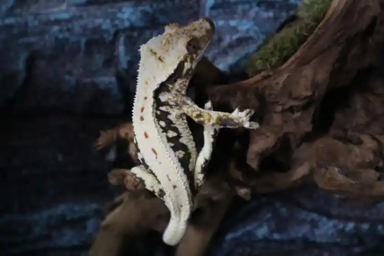 睫角守宫饲养的垫材选择