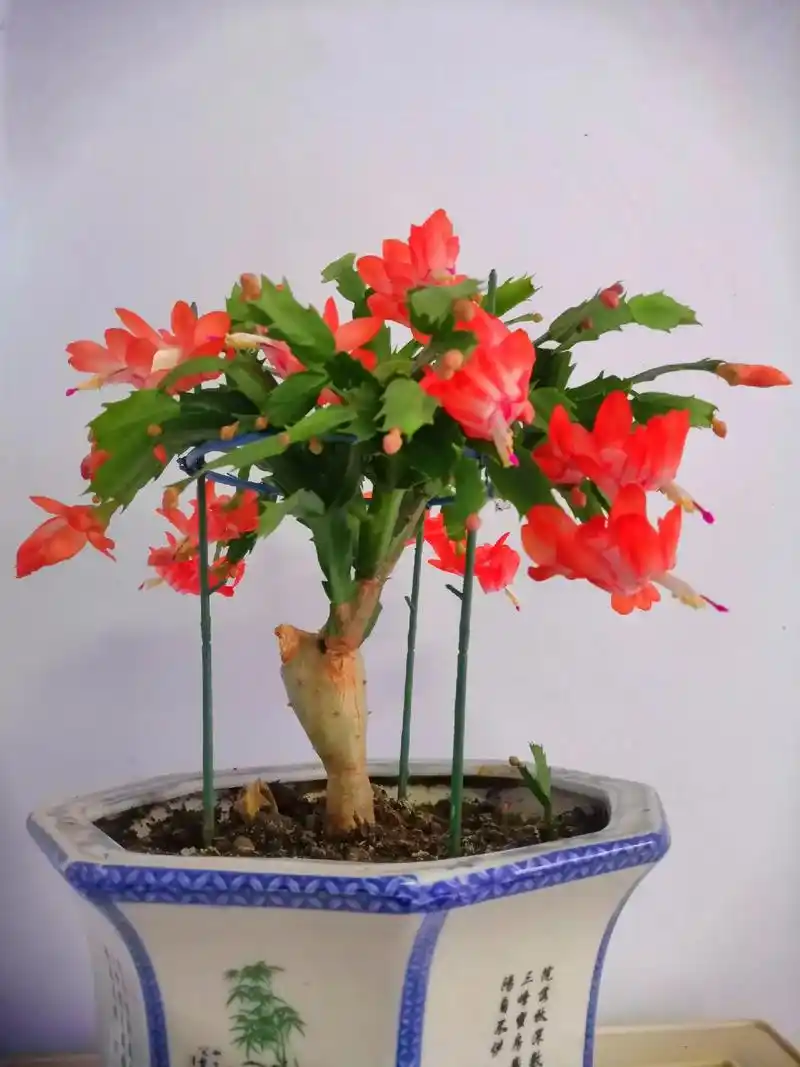 蟹爪兰嫁接系列 - 抖音