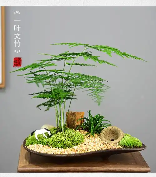 文竹盆景植物办公室内四季常青微景观绿植好养桌面摆件创意小盆栽一叶