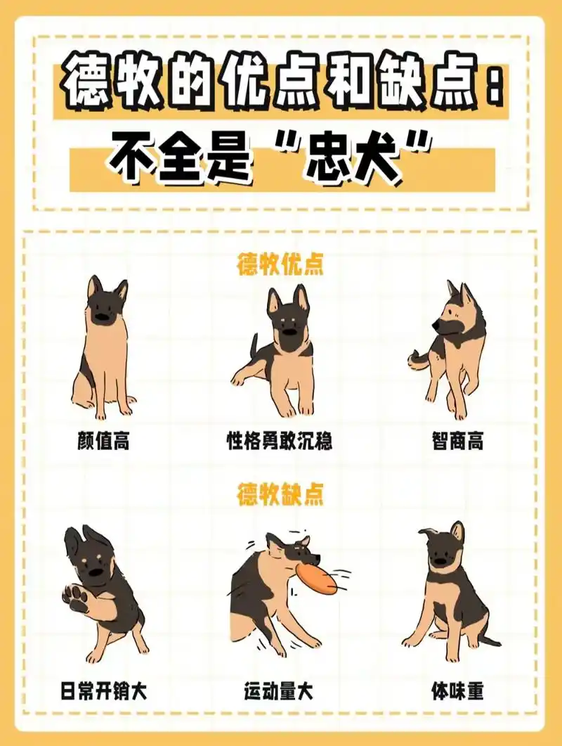 德牧的优点和缺点,不犬全是"忠犬"在很多认人眼中,"忠诚是德 - 抖音