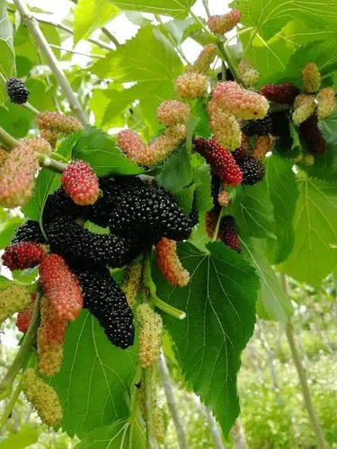 好吃的桑葚果熟了