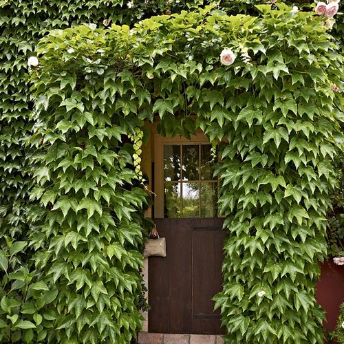 爬山虎苗盆栽三叶爬山虎大苗室内攀援花卉观花爬藤植物四季爬墙虎