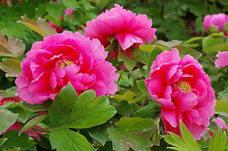 牡丹花图片_图片大全