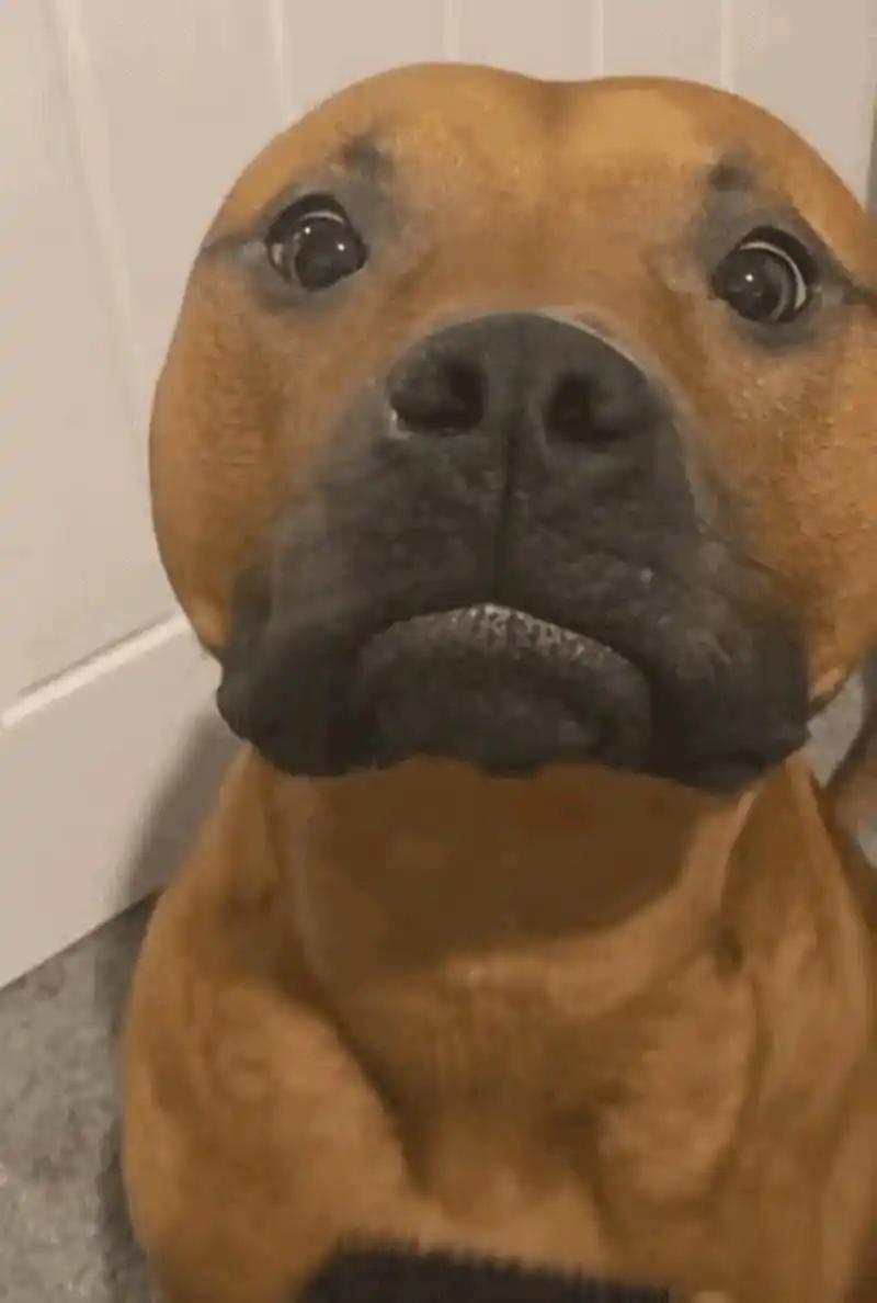 国字脸大头狗 #搞笑# #宠物