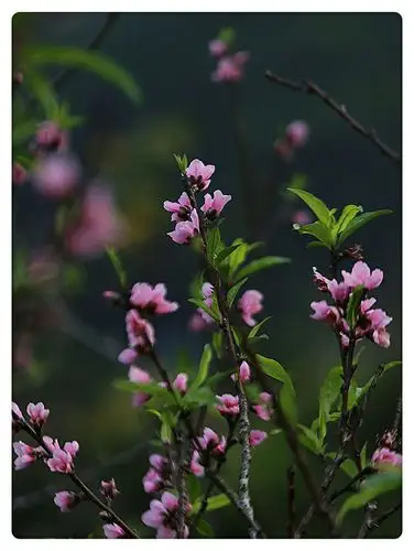绿桃花 小小绿桃花 点点身影 点缀春光 是春似梦 似三月的天使