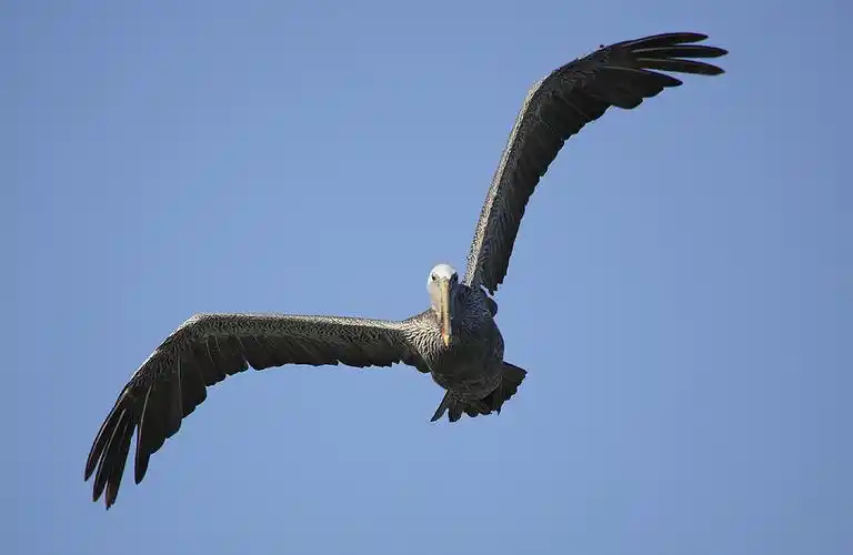 大中型涉禽 shorebirds 鸟网