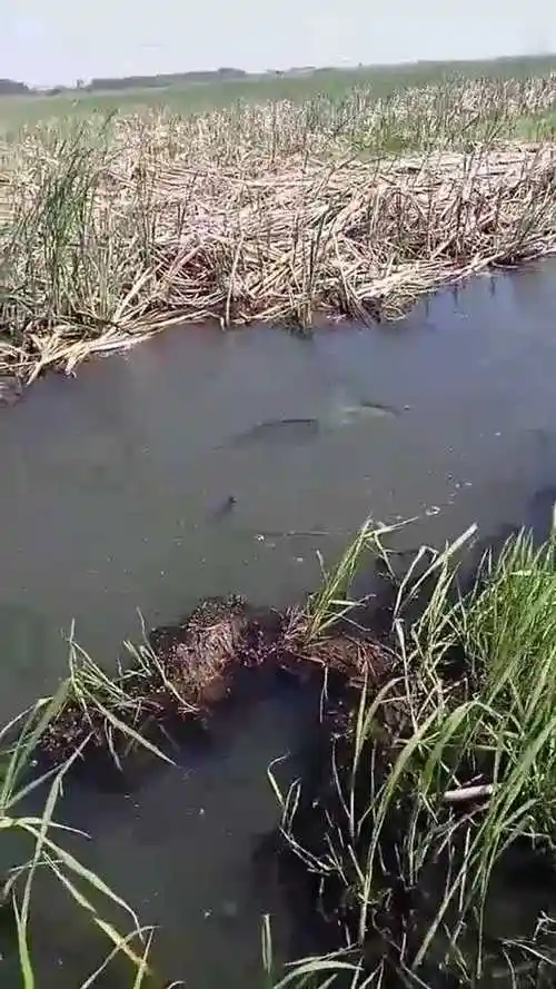 这段视频要火了两条黑鱼打架这还是第一次看到