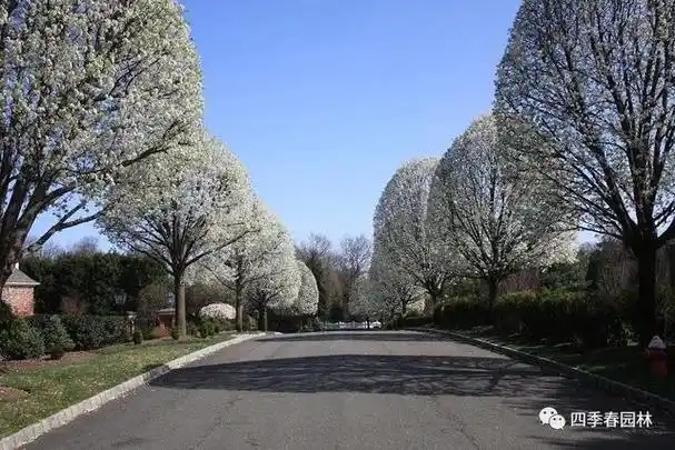 比较几种常见行道树的特点(这十二种特色行道树)9