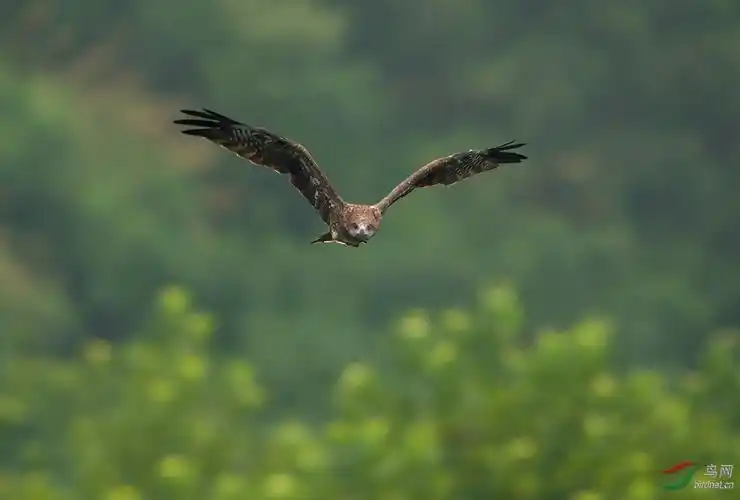 翱翔在千岛湖的老鹰