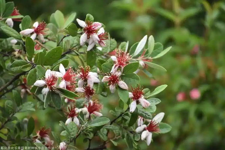新品推荐菲油果